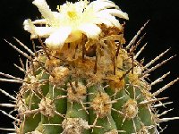 Copiapoa coquimbana  ©JLcoll743.jpg